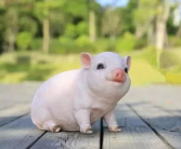 属猪小姐姐,温柔与智慧的完美融合