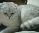 小姐姐馋猫,探寻美食之旅的甜蜜诱惑