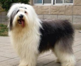 长须牧羊犬,忠诚守护与优雅风采的完美结合